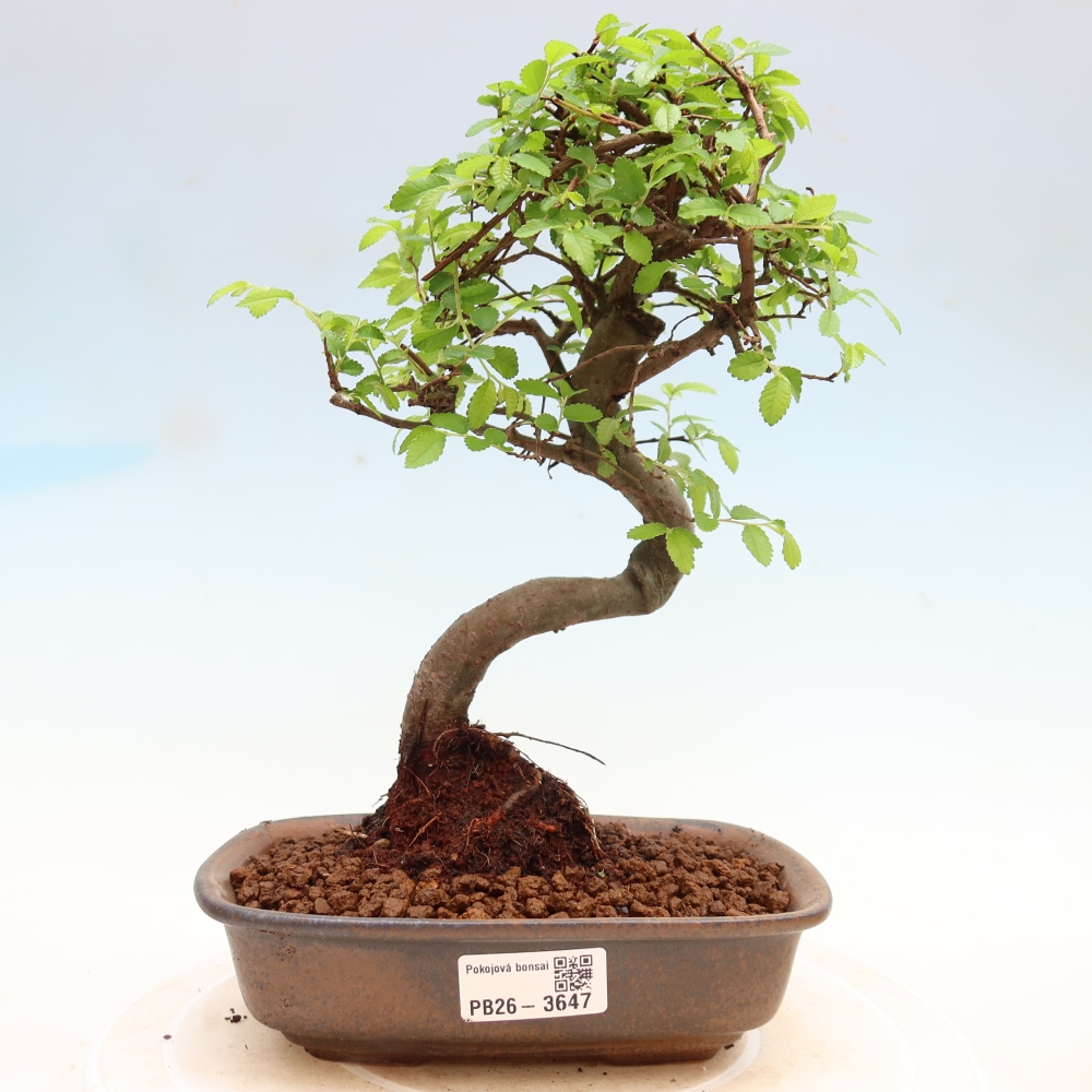 Camera bonsai - Ulmus parvifolia - Olmo a foglie piccole