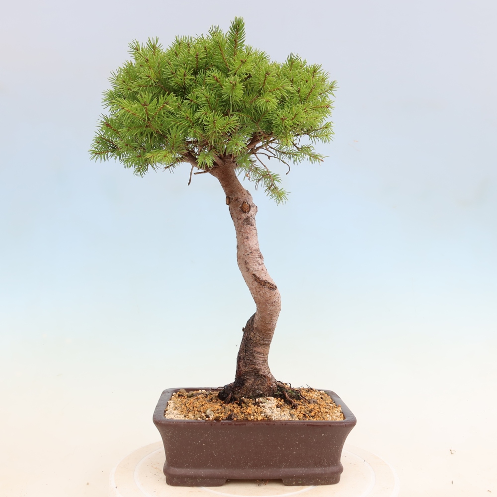 Bonsai da esterno - Abete rosso - Picea glauca globo