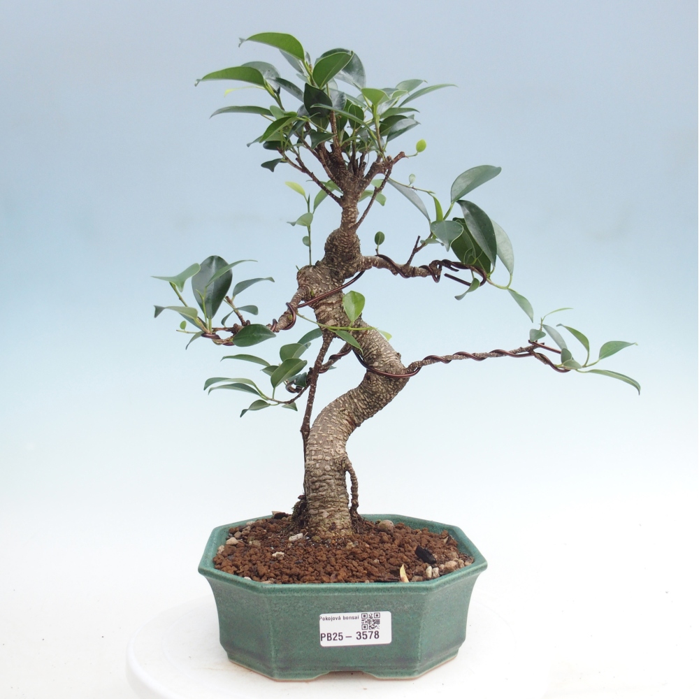 Camera bonsai - Ficus retusa - ficus a foglie piccole