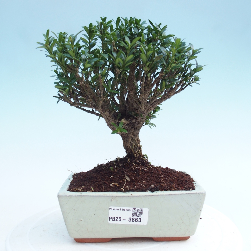 Camera bonsai - Buxus harlandii - buxus da sughero