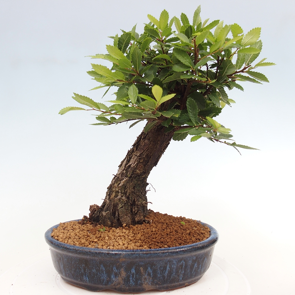 Bonsai da esterno - Zelkova - Zelkova NIRE