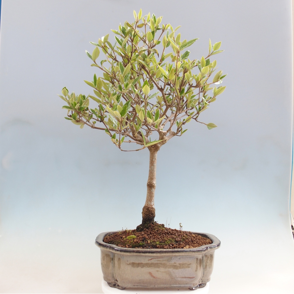 Bonsai da esterno-Kalina Bodnanská - Viburum carlesii hemsi - solo ritiro personale o trasporto su pallet