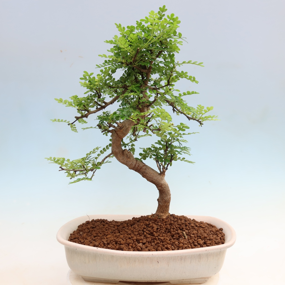 Camera bonsai - Zantoxylum piperitum - albero del pepe