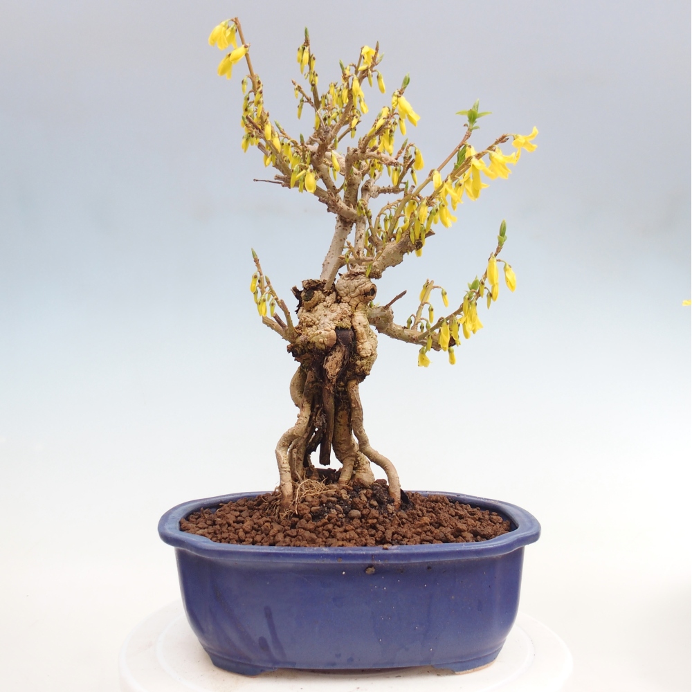 Bonsai da esterno - Zlatice - Forsythia koreana