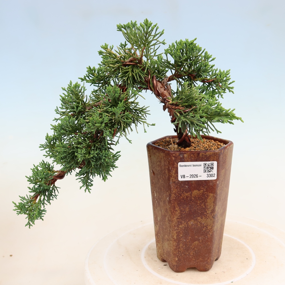 Bonsai da esterno - Juniperus chinensis Kishu