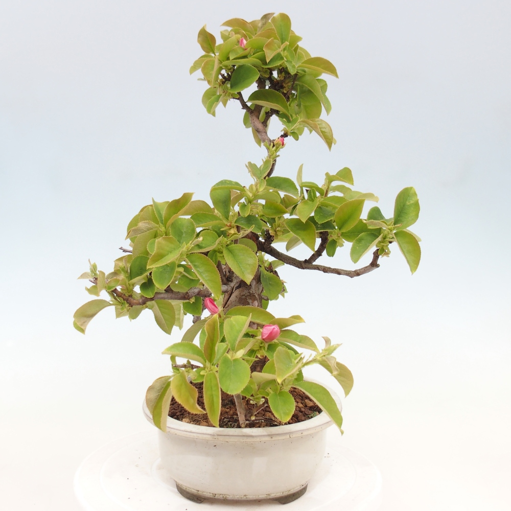 Bonsai da esterno - Pseudocydonia sinensis - Cotogno cinese