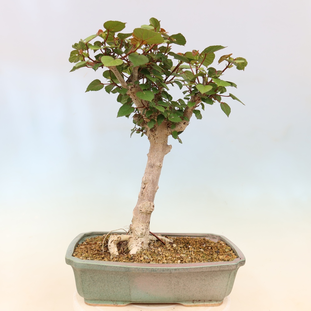 Bonsai da interno - Hibiscus tiliaceus - Ibisco marino