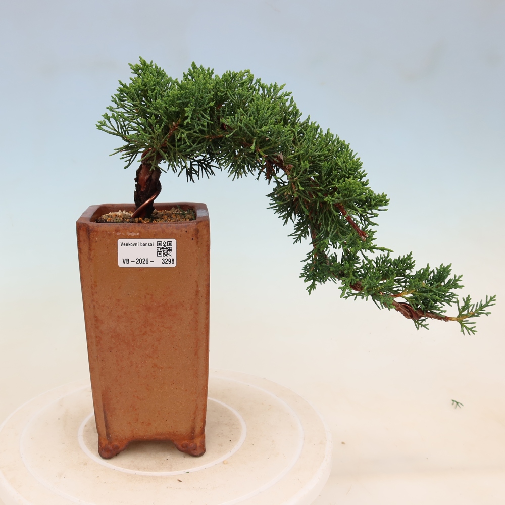 Bonsai da esterno - Juniperus chinensis Kishu