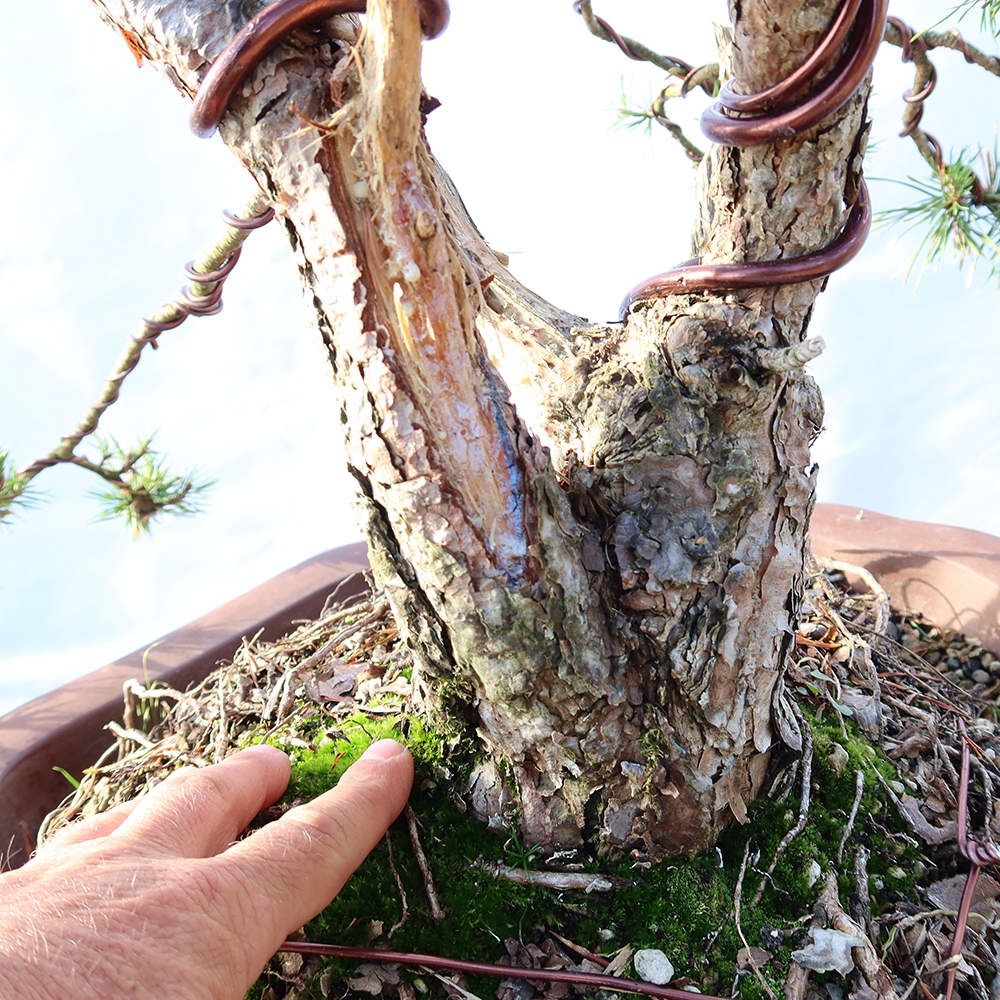 Pinus sylvestris Spagna - pino silvestre