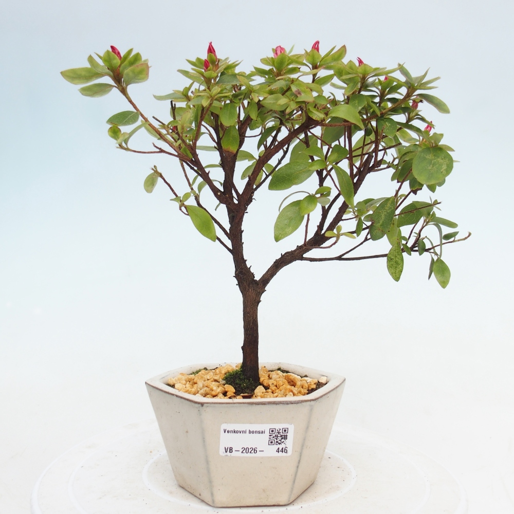 Bonsai da esterno - Azalea giapponese - Azalea sp.