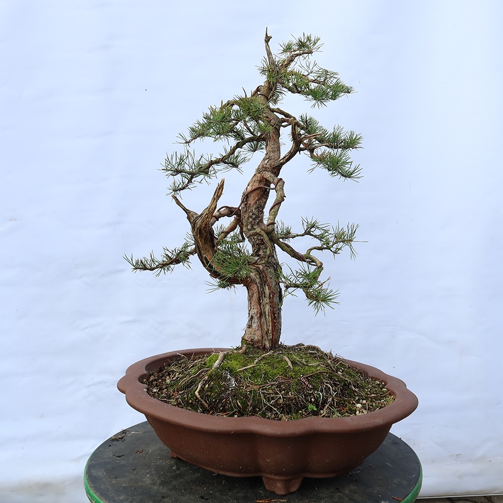 Pinus sylvestris Spagna - pino silvestre