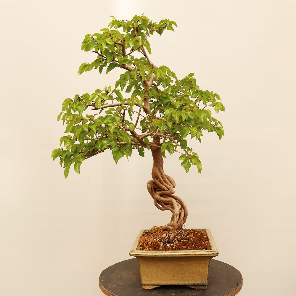 Bonsai da esterno -Carpinus Coreana - Carpino coreano