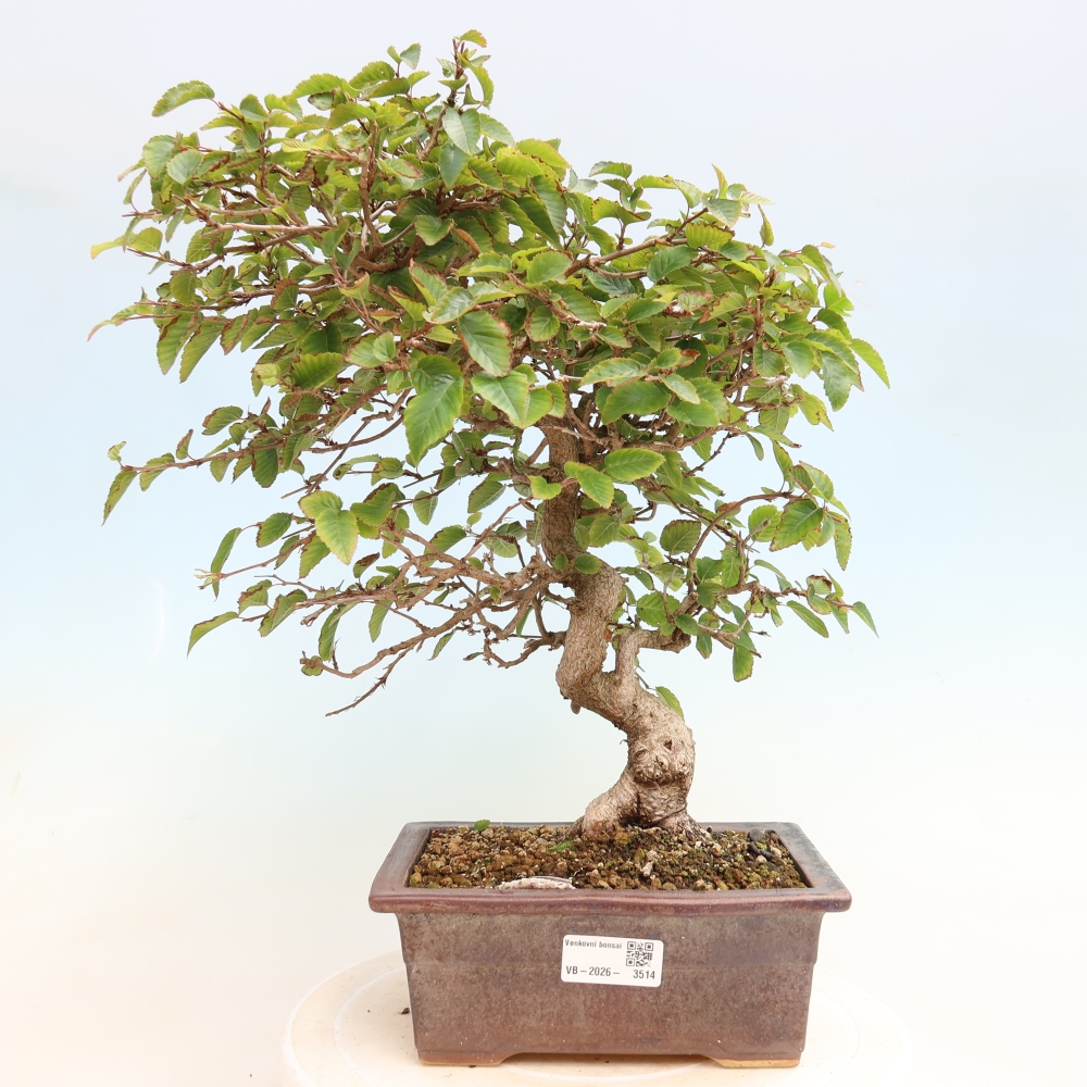 Bonsai da esterno -Carpinus CARPINOIDES - Carpino coreano