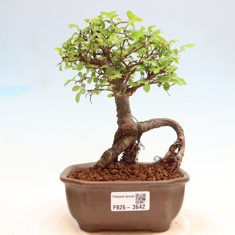Camera bonsai - Ulmus parvifolia - Olmo a foglie piccole