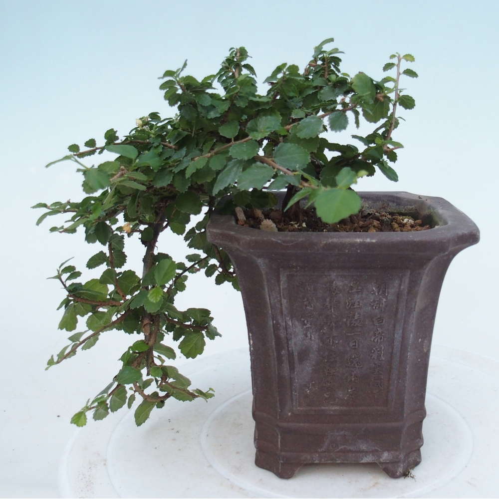 Camera bonsai - Grewia sp. - Grewia malafolia