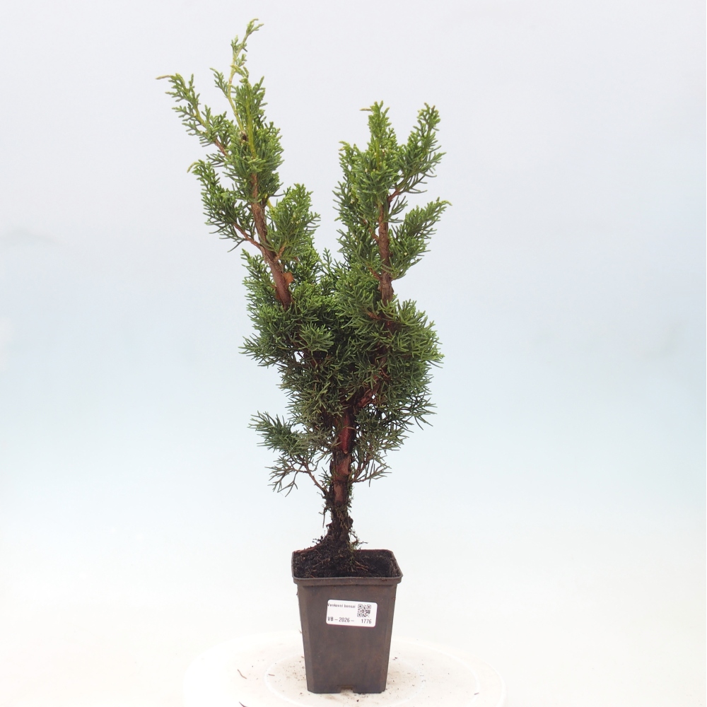 Bonsai da esterno - Juniperus chinensis Kishu