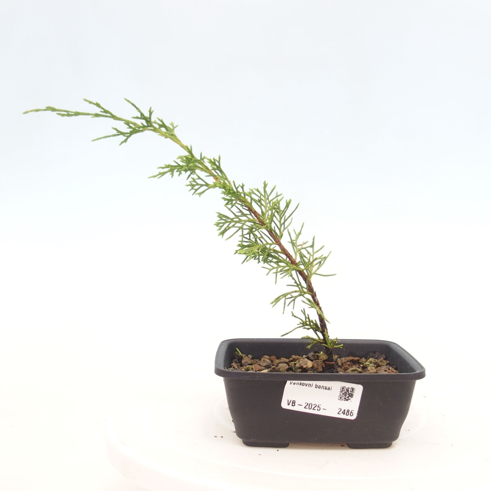 Bonsai da esterno - Juniperus chinensis Itoigawa