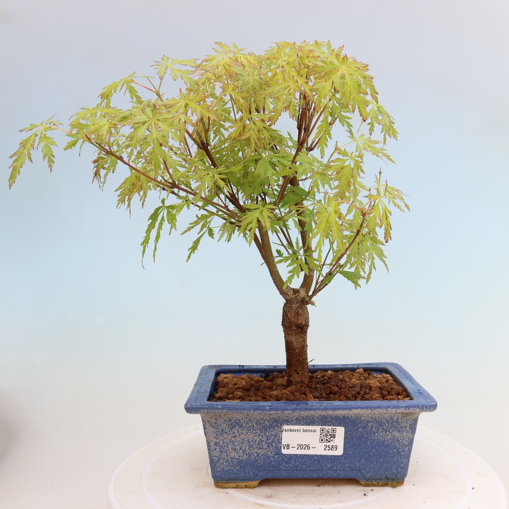Bonsai da esterno - Acer palmatum Dissectum