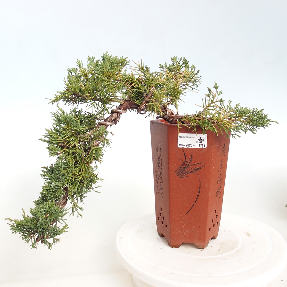 Bonsai da esterno - Juniperus chinensis Kishu