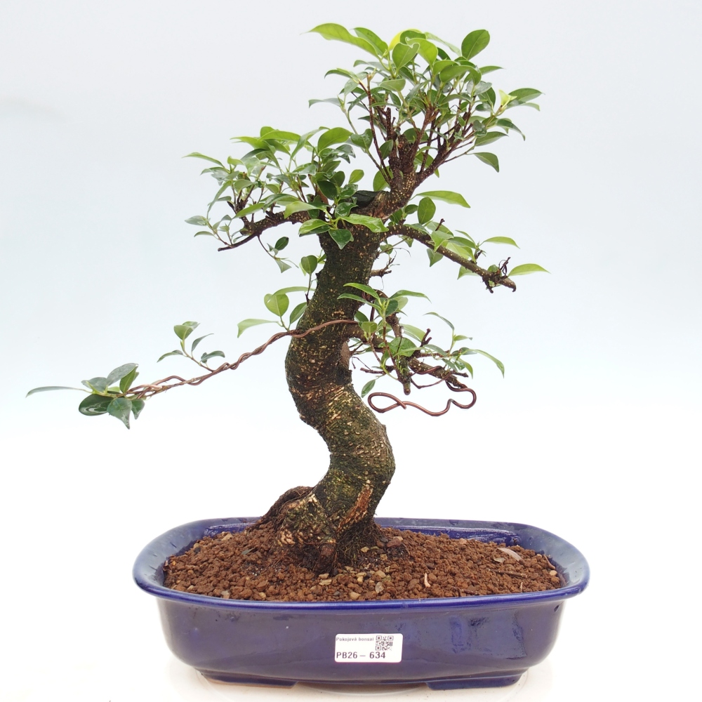 Camera bonsai - Ficus kimmen - ficus a foglie piccole