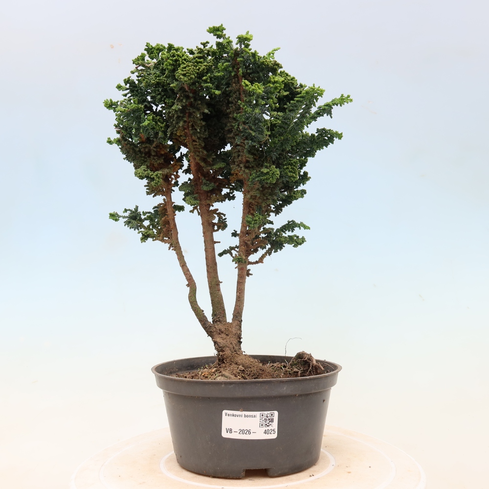 Bonsai da esterno - Cham. obtusa SEKKA HINOKI - Cipresso