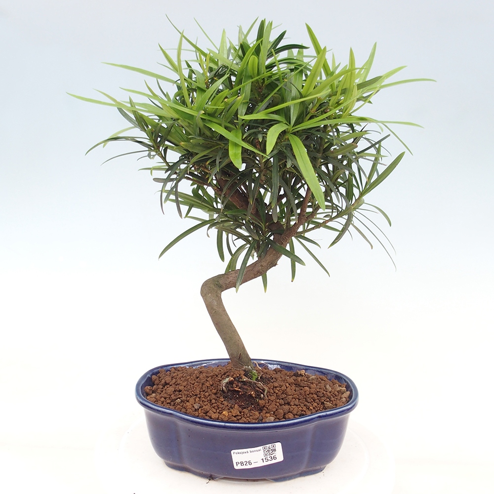 Camera bonsai - Podocarpus - Tasso delle pietre