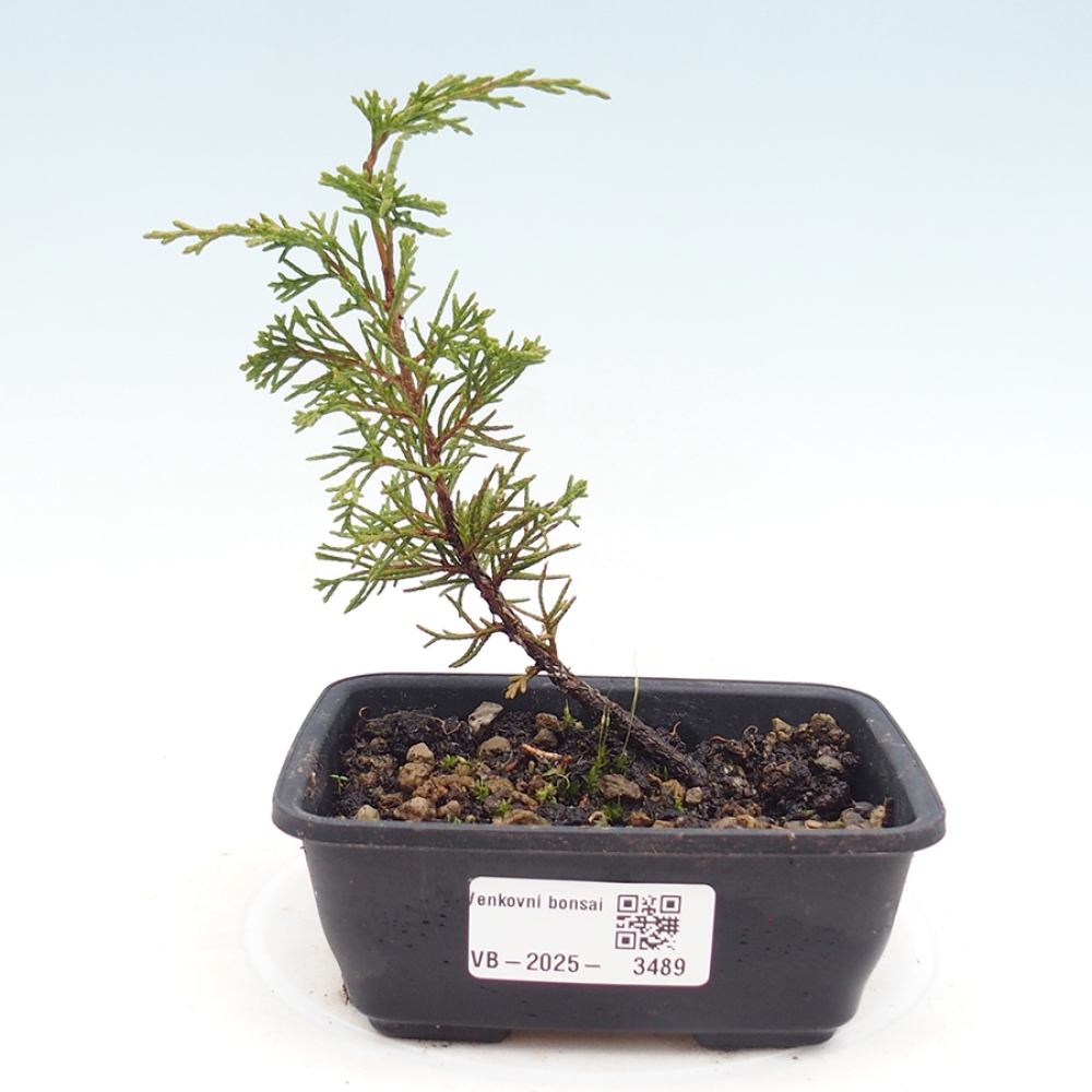 Bonsai da esterno - Juniperus chinensis Itoigawa