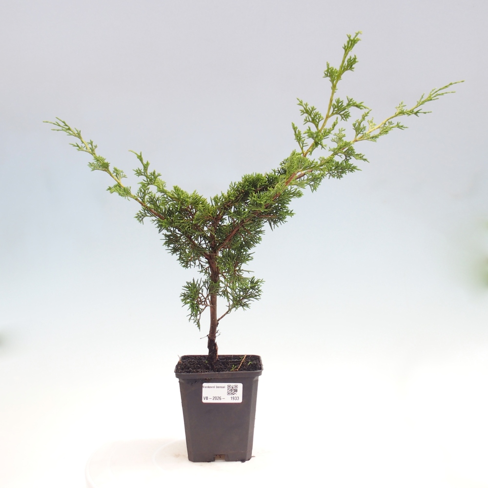 Bonsai da esterno - Juniperus chinensis Itoigawa