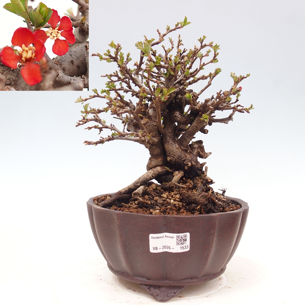 Bonsai da esterno - Chaneomeles speciosa - Cotogno