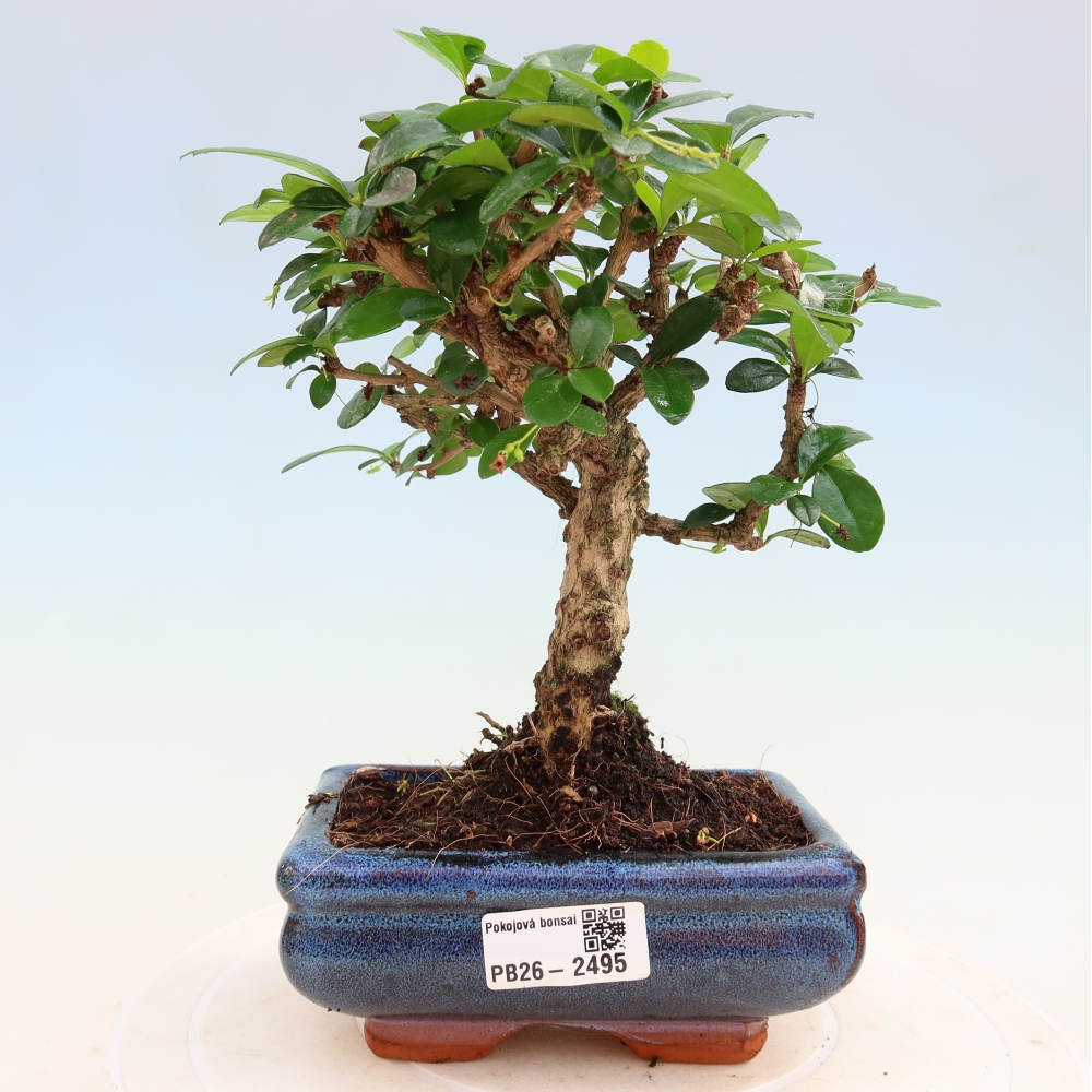 Camera bonsai - Carmona macrophylla - Tea fuki