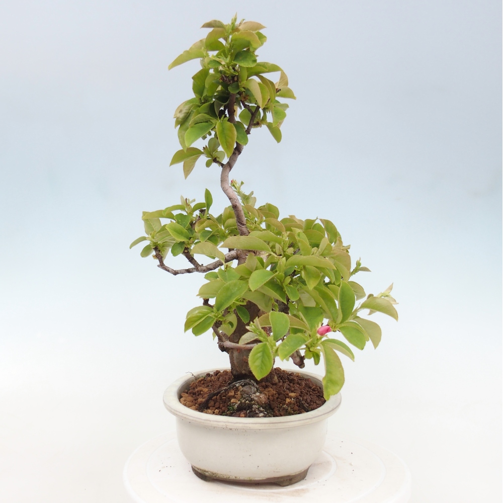 Bonsai da esterno - Pseudocydonia sinensis - Cotogno cinese