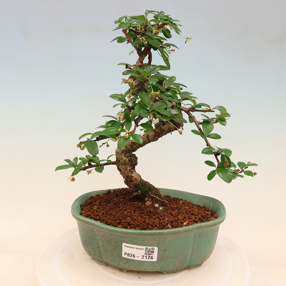 Camera bonsai - Carmona macrophylla - Tea fuki