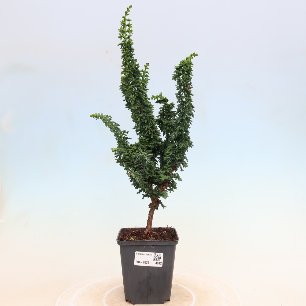 Bonsai da esterno - Cham. obtusa SEKKA HINOKI - Cipresso
