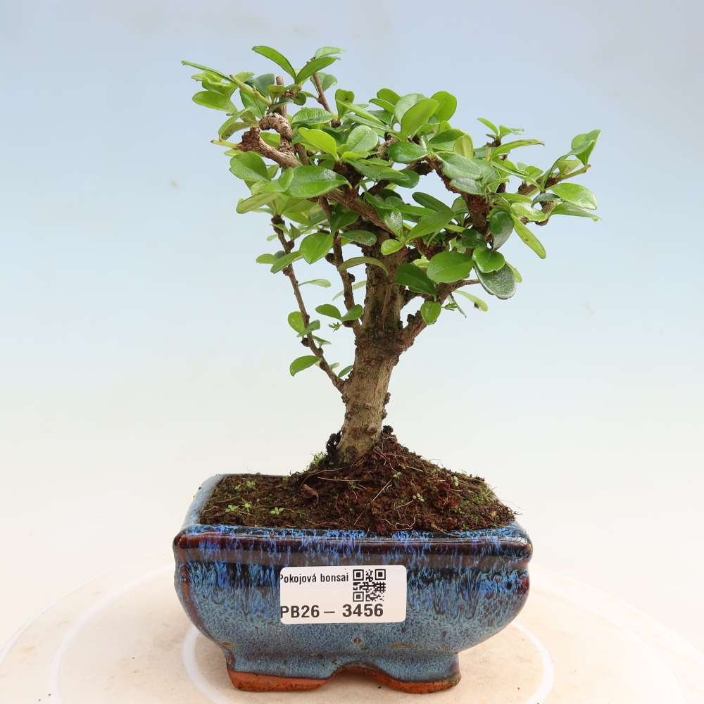 Camera bonsai - Carmona macrophylla - Tea fuki