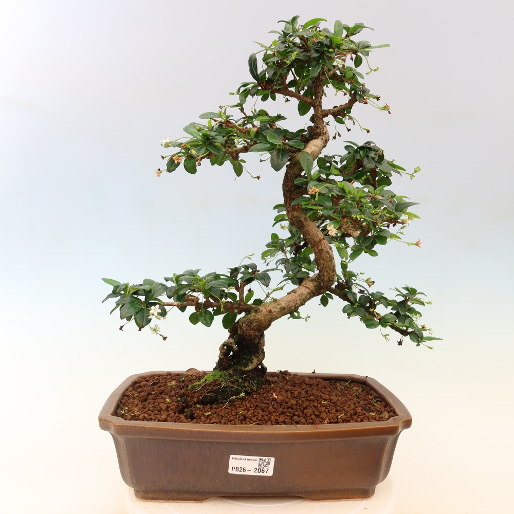 Camera bonsai - Carmona macrophylla - Tea fuki