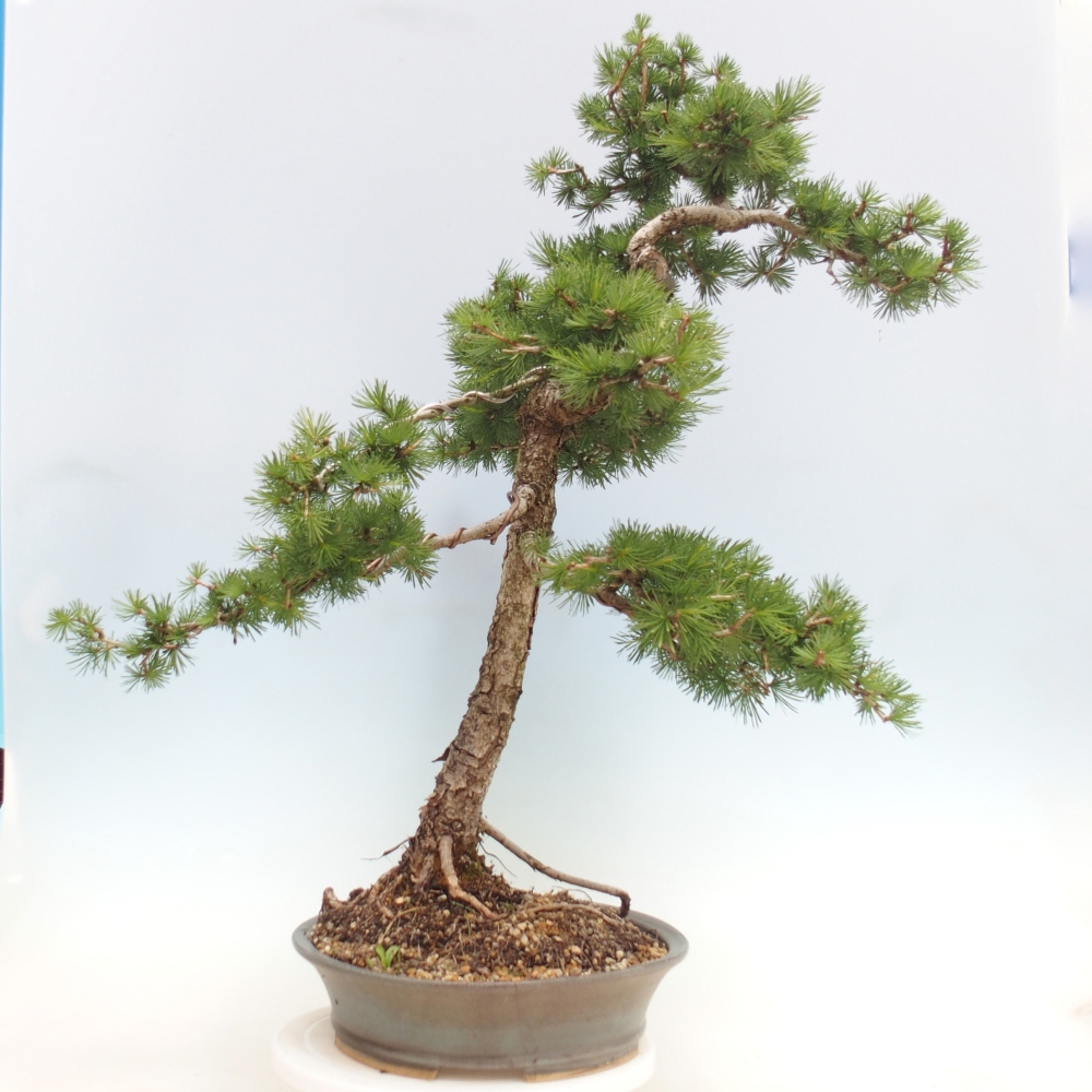 Bonsai da esterno -Larix decidua - Larice