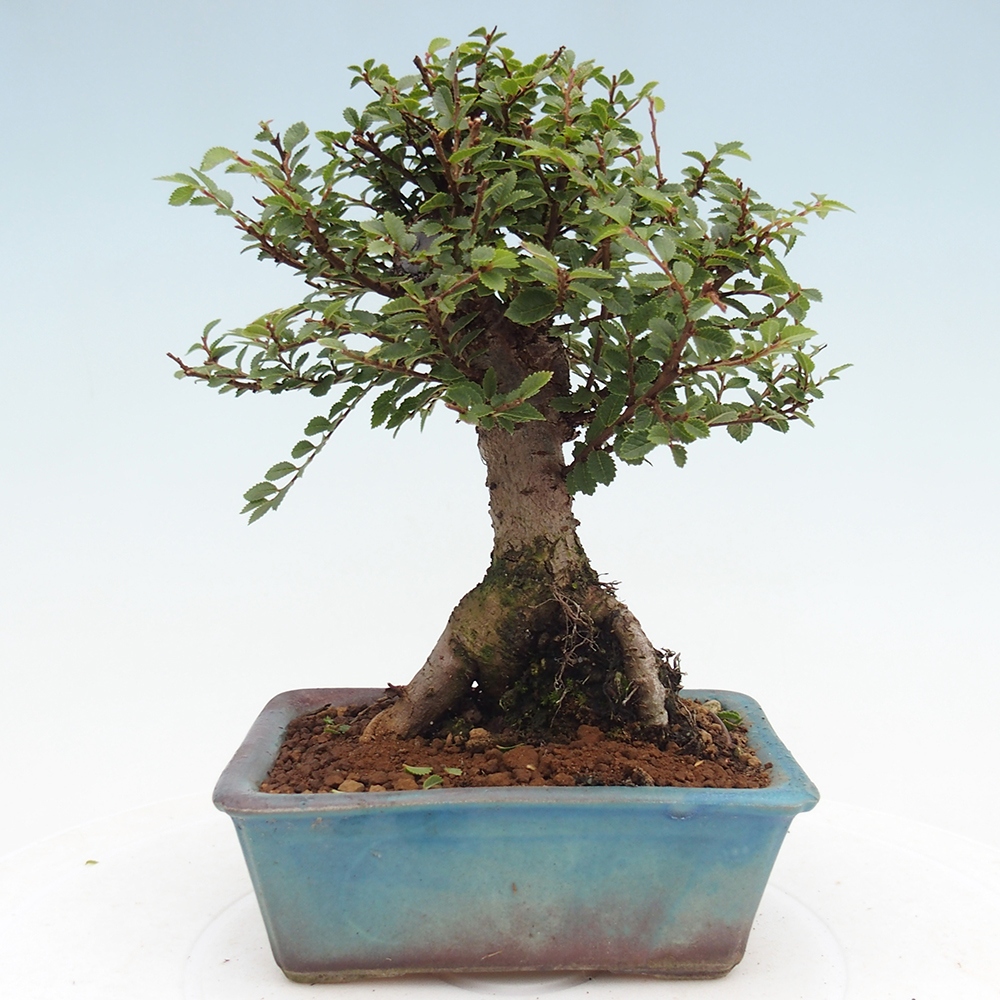 Bonsai da esterno - Ulmus parvifolia Hokkaido - Olmo cinese