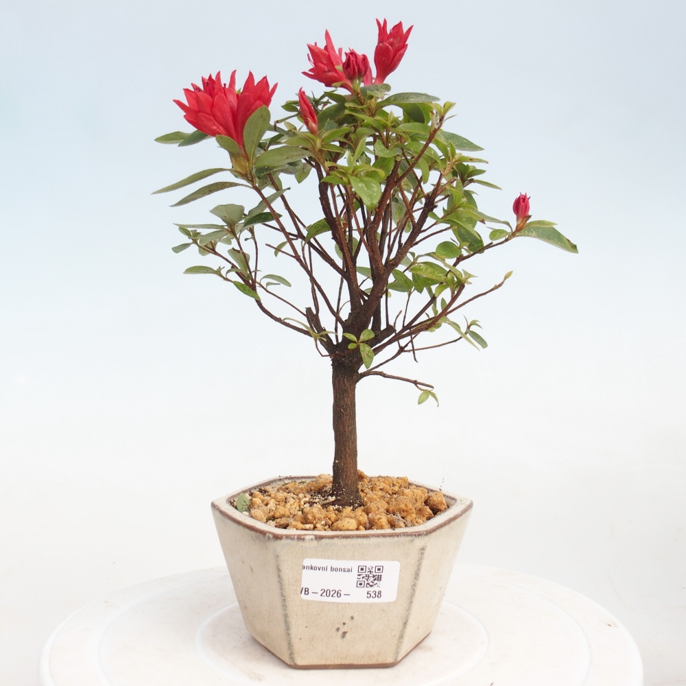 Bonsai da esterno - Azalea giapponese - Azalea sp.