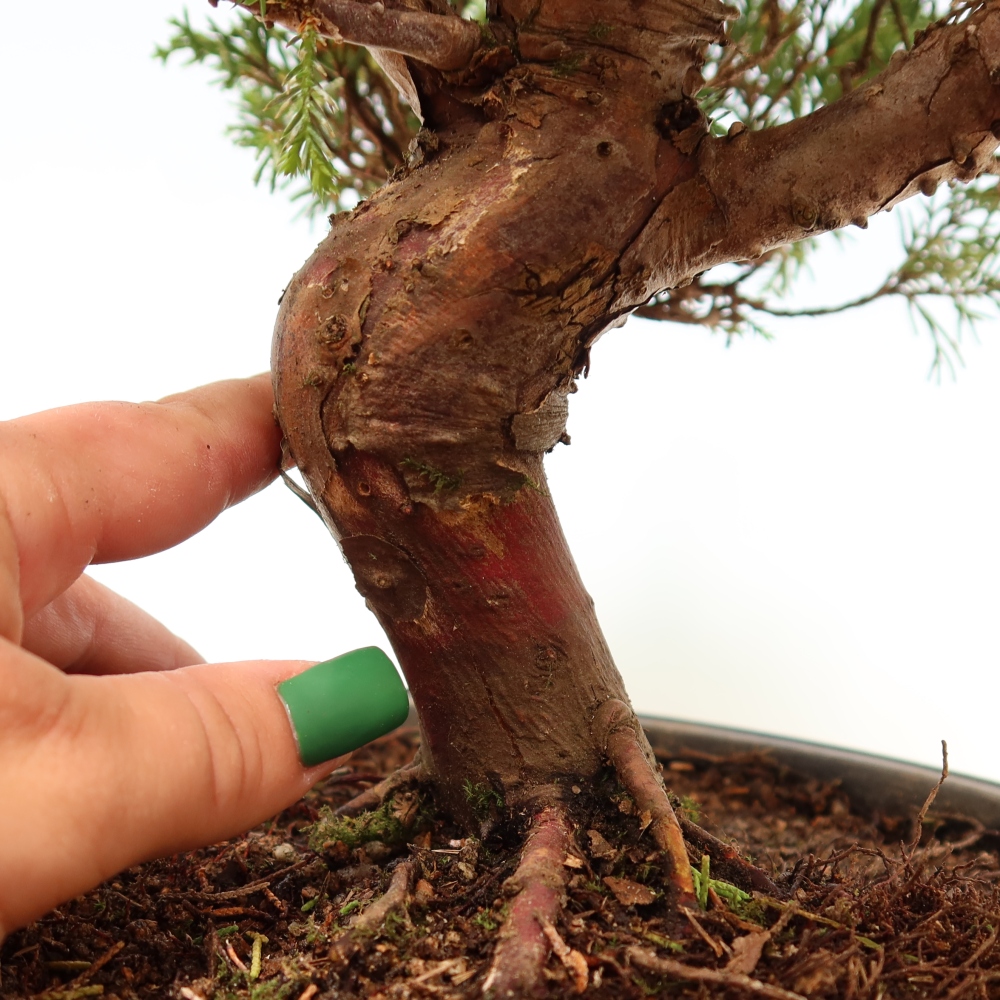 Bonsai da esterno - Juniperus chinensis Itoigawa-Juniperus chinensis