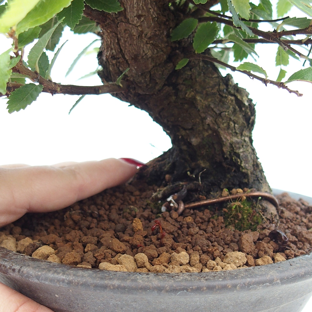 Bonsai da esterno - Zelkova - Zelkova NIRE