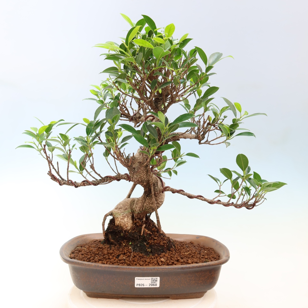 Camera bonsai - Ficus kimmen - ficus a foglie piccole