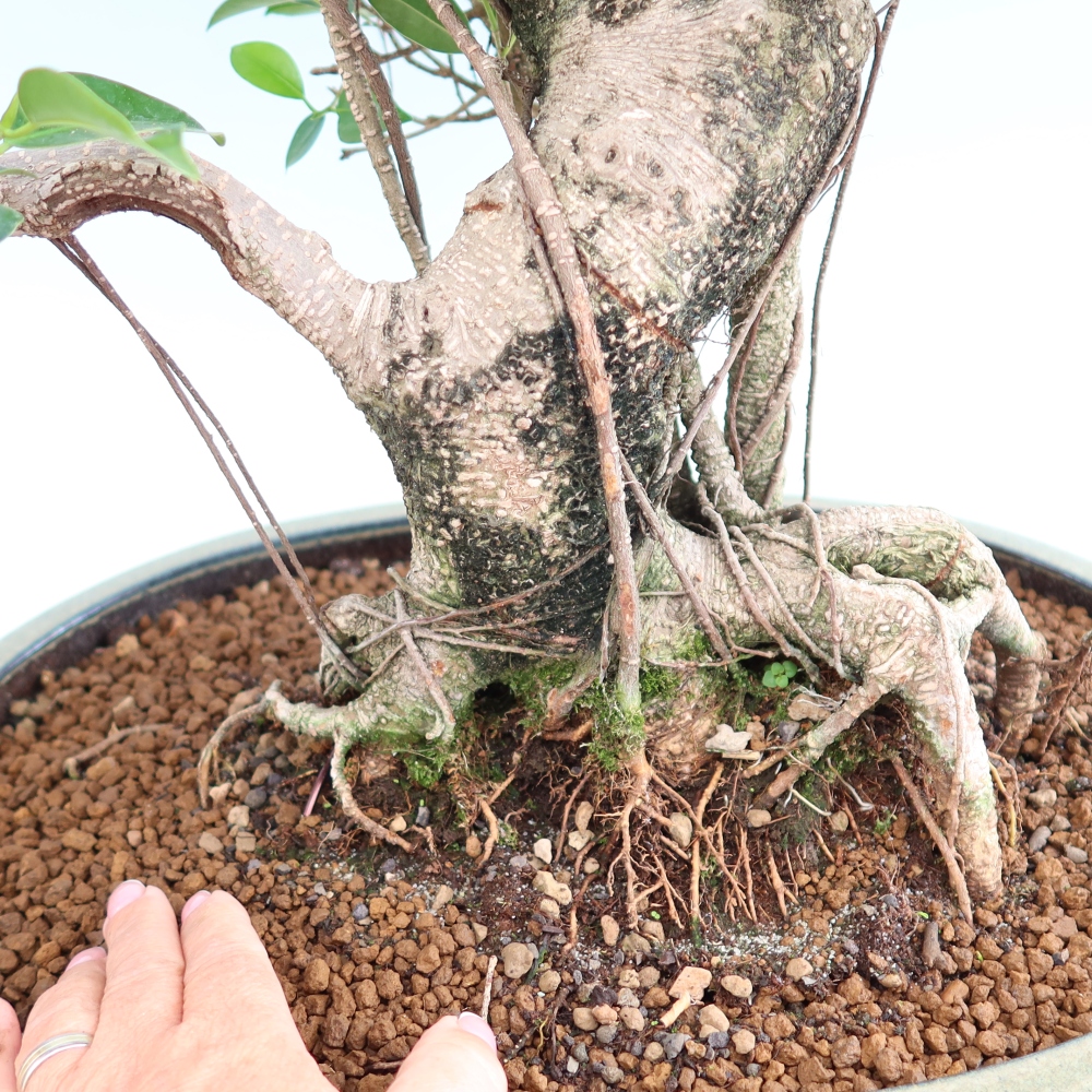 Camera bonsai - Ficus kimmen - ficus a foglie piccole