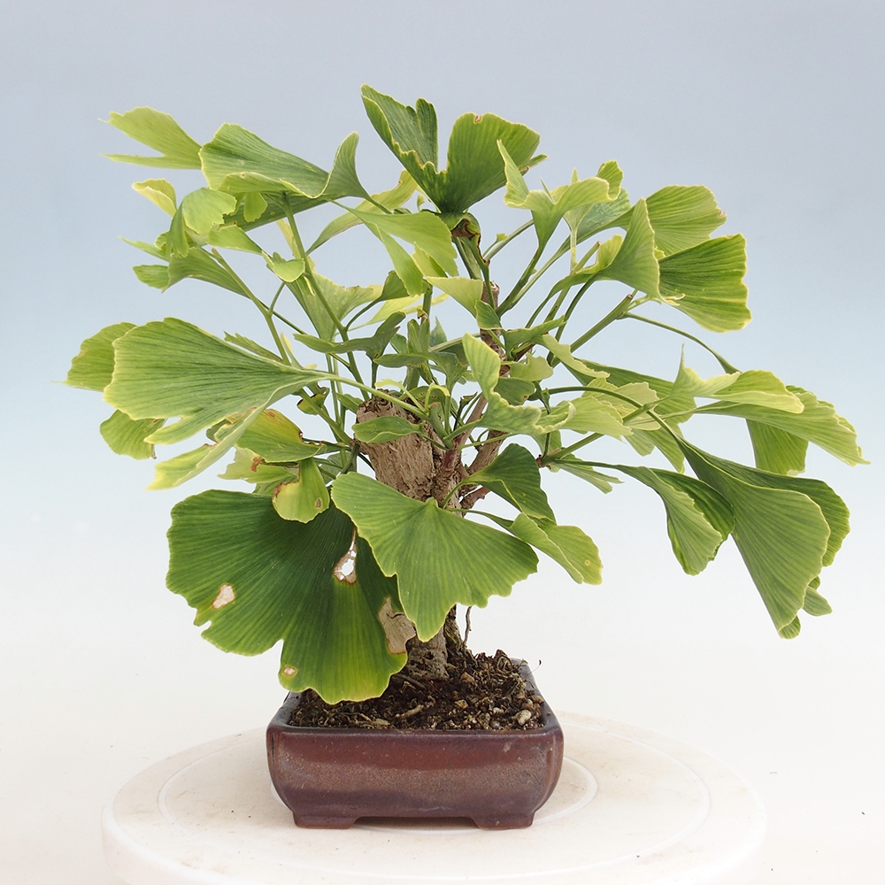 Bonsai da esterno - Ginkgo biloba - Ginkgo biloba