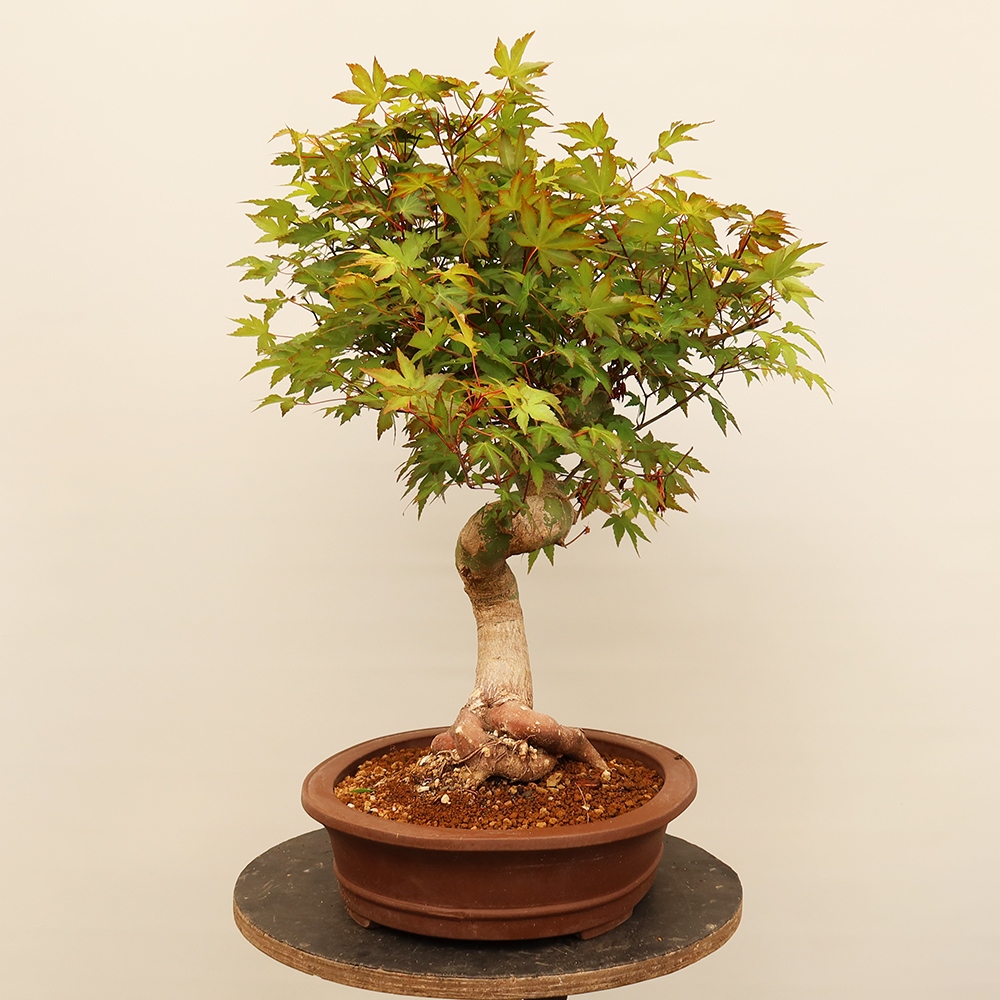 Bonsai da esterno - Acero palmatum - Palme
