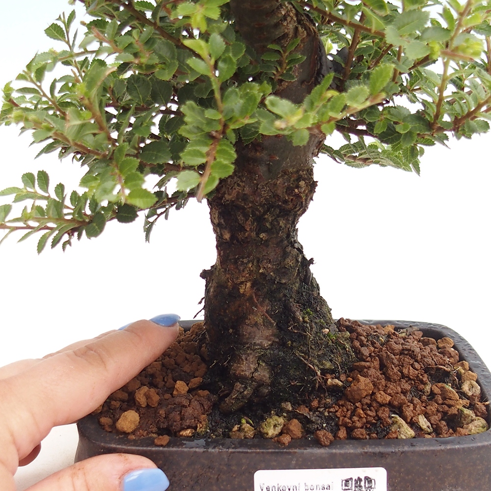 Bonsai da esterno - Ulmus parvifolia Hokkaido - Olmo cinese