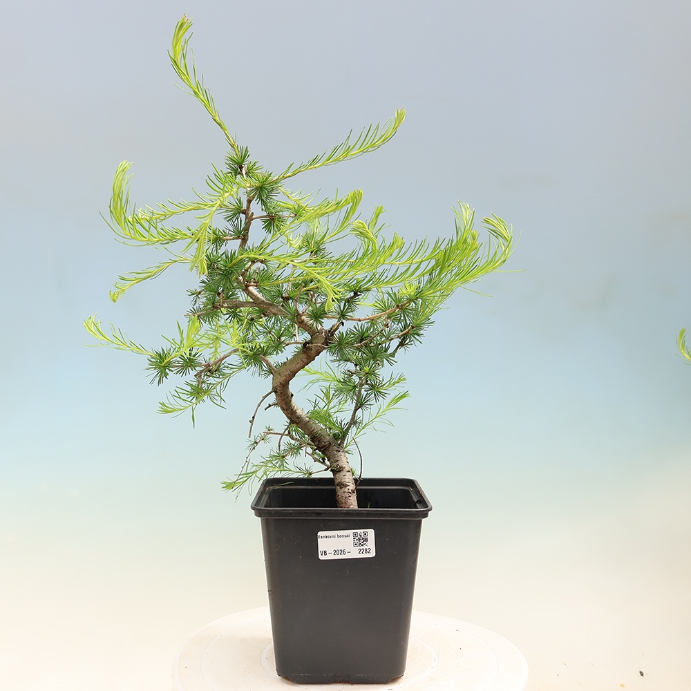 Bonsai da esterno -Larix decidua - Larice