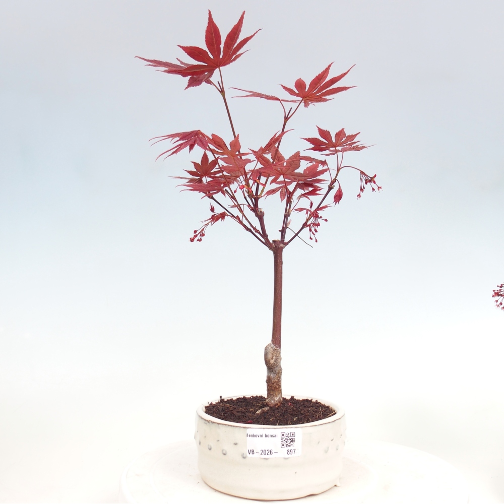 Bonsai da esterno - Palma Acer. Atropurpureum-Javor palmate