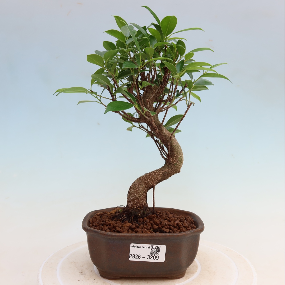 Camera bonsai - Ficus kimmen - ficus a foglie piccole