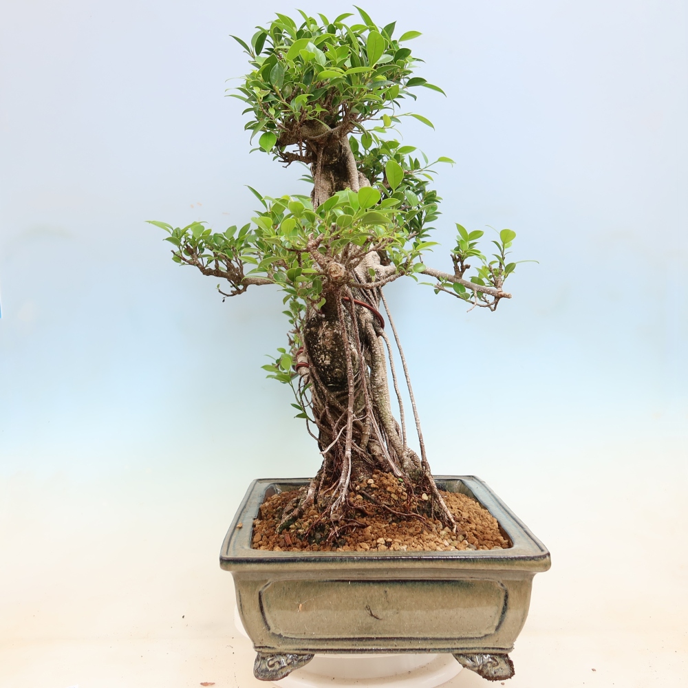 Camera bonsai - Ficus kimmen - ficus a foglie piccole
