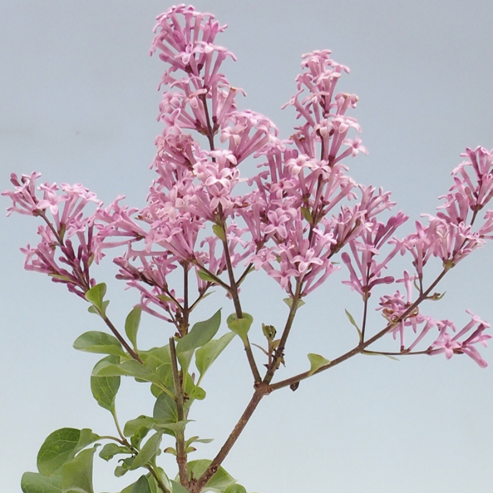 Bonsai da esterno - Syringa microphylla - lillà a fiore piccolo